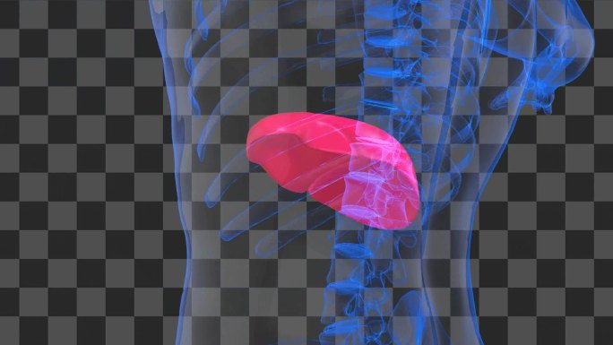 人体肝脏全息展示视频（透明通道无缝循环）