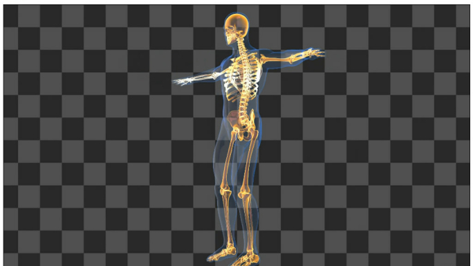 人体骨骼系统全息展示带通道