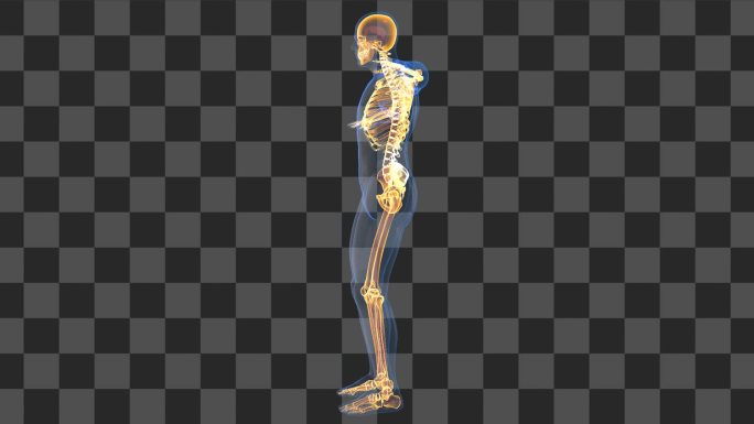 人体骨骼系统全息展示带通道