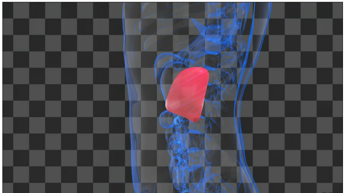 三维脾脏医学展示-透明通道无缝循环
