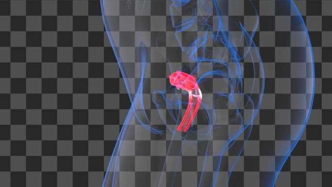 子宫全息投影视频-透明通道无缝循环