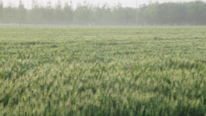 【原创】夏季麦田防病防虫害、无人机喷药