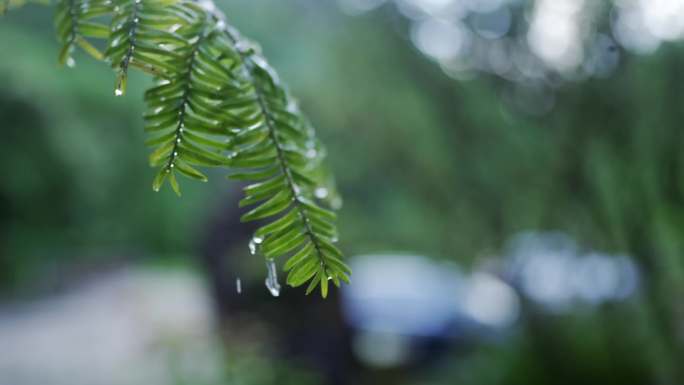 九龙山森林里的植物