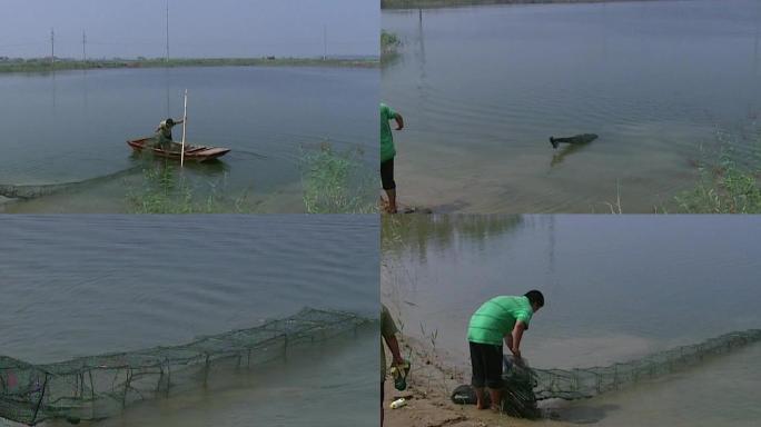 河塘收网渔民打捞野生养殖