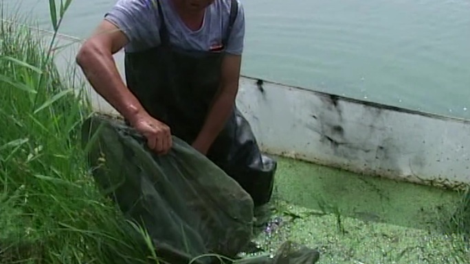 河塘捕鱼黄鳝泥鳅水产养殖