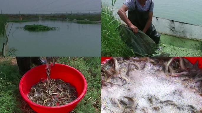 河塘捕鱼黄鳝泥鳅水产养殖