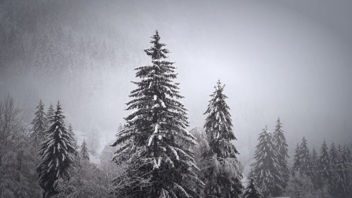 圣诞节森林里的雪花寒冬好冷