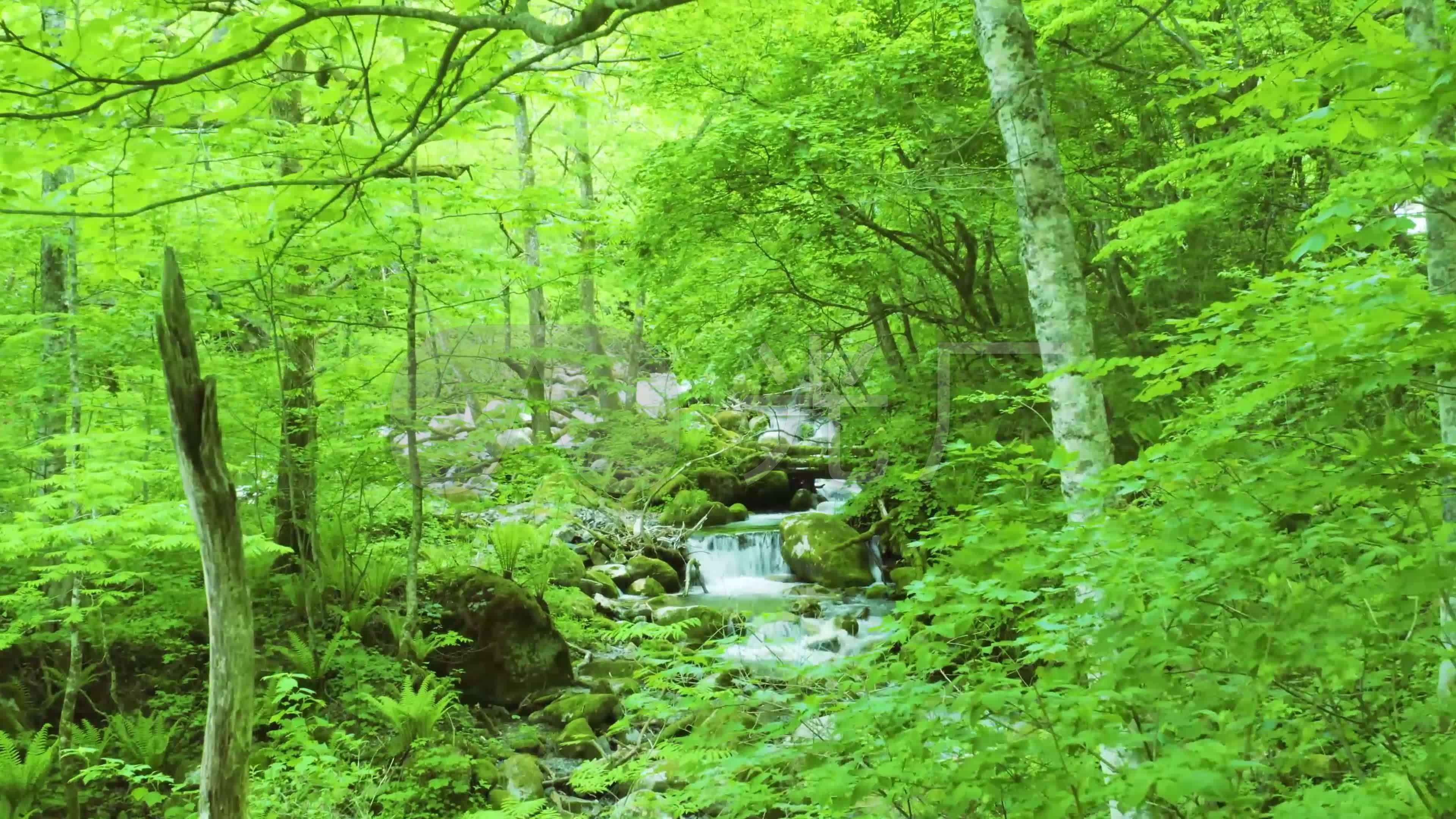 視頻素材 實拍視頻 自然風景 4k森林下雨霧氣繚繞河流洶湧植物綠植