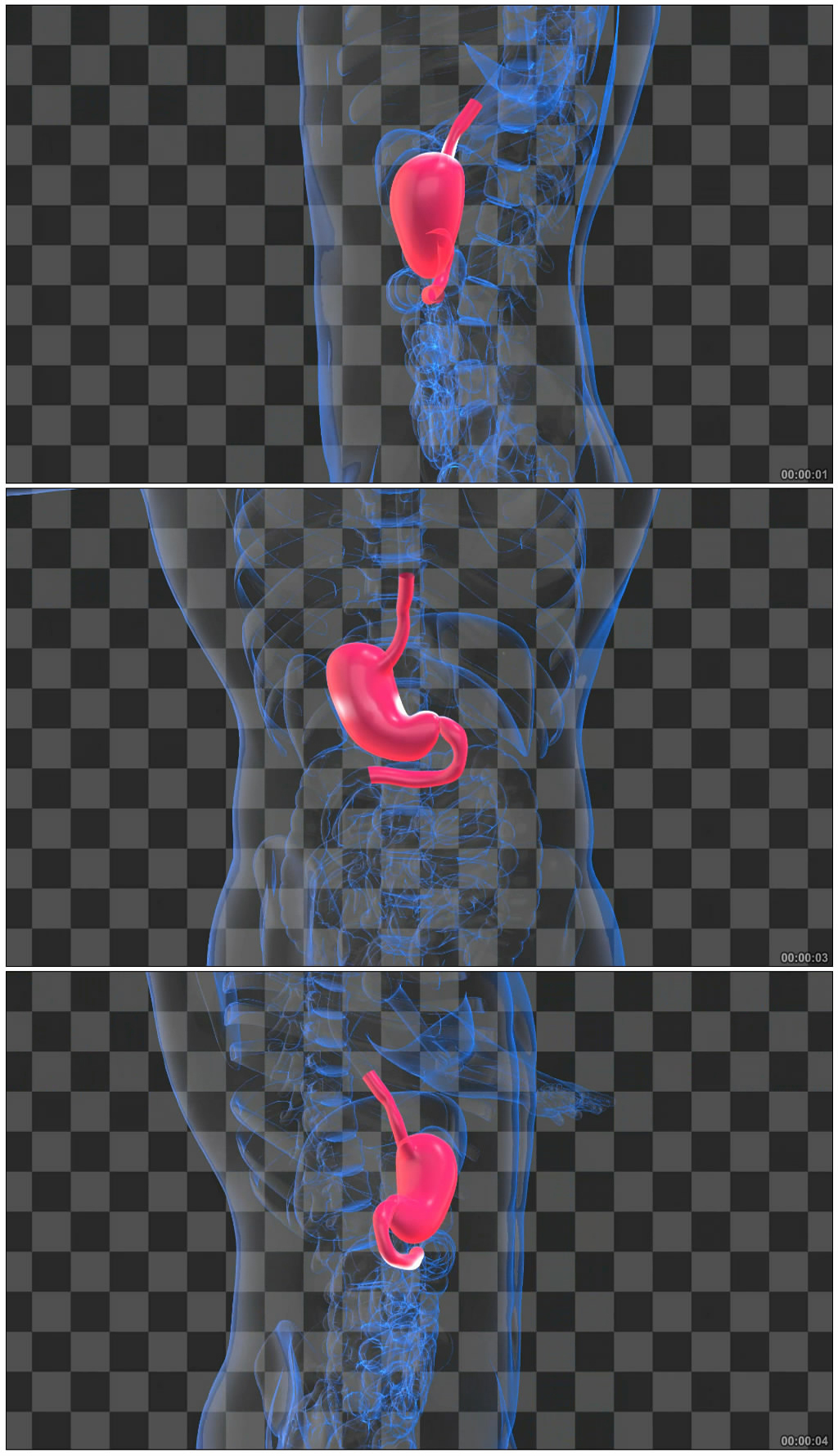 人体胃部扫描视频（透明通道无缝循环）