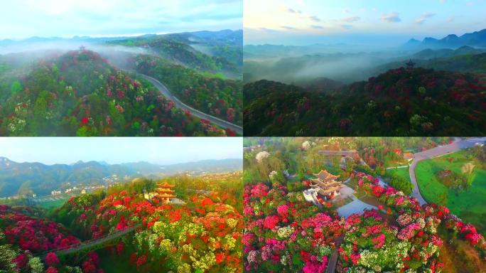 贵州百里杜鹃景区航拍