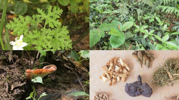 百草园药植种植3