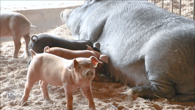 乡村振兴养殖猪小猪吃奶猪圈猪刨土猪张嘴