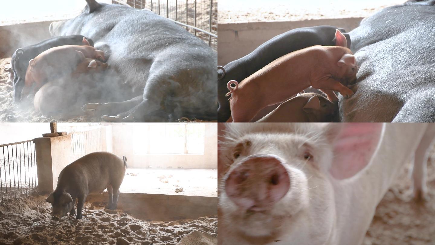乡村振兴养殖猪小猪吃奶猪圈猪刨土猪张嘴