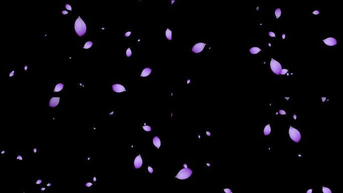 浪漫紫色花瓣飘落带通道