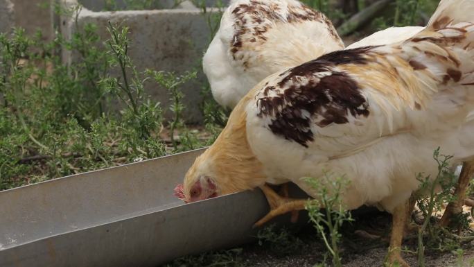 养鸡农场养殖家禽食品健康养鸡场