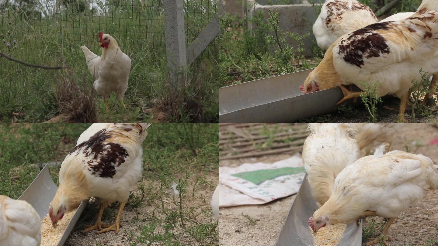 养鸡农场养殖家禽食品健康养鸡场