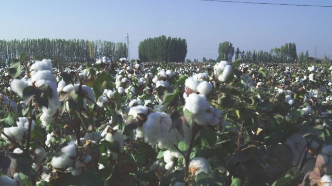 4K棉花采摘棉花