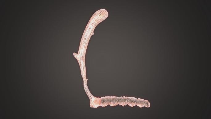 五种草药冬虫夏草枸杞子何首乌西洋参淫羊霍