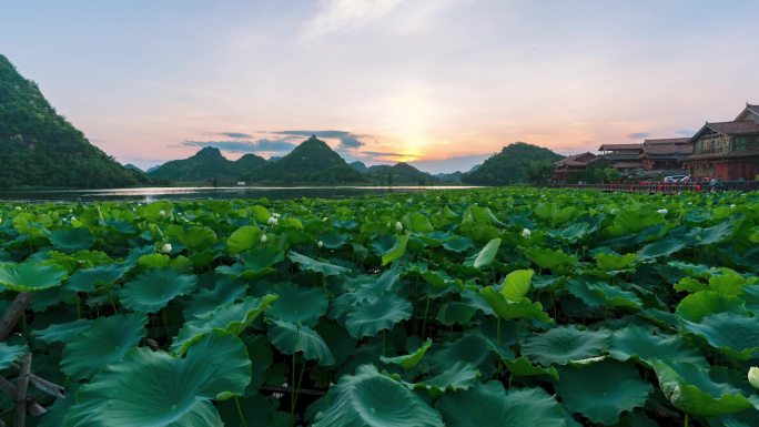 普者黑花海日落延时