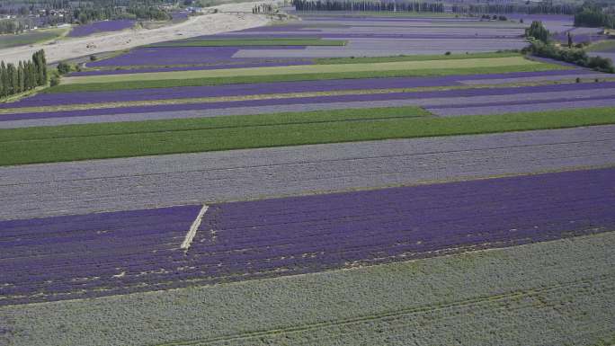 4K航拍新疆伊犁农四师六十五团薰衣草基地