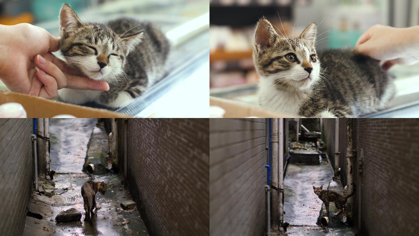 犯困的小猫，店猫，流浪猫4k视频素材合集