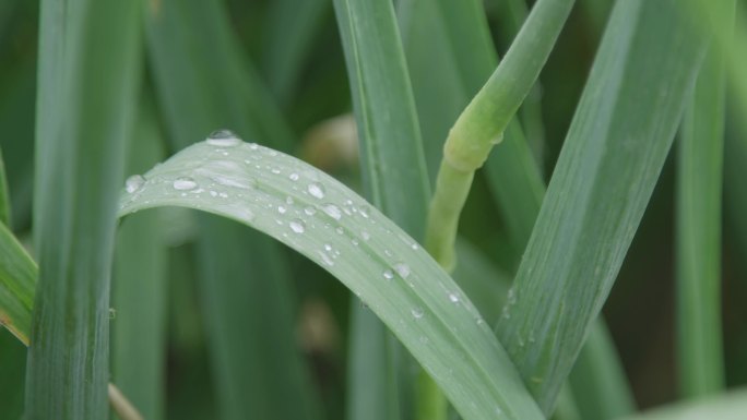 【原创】蔬菜种植