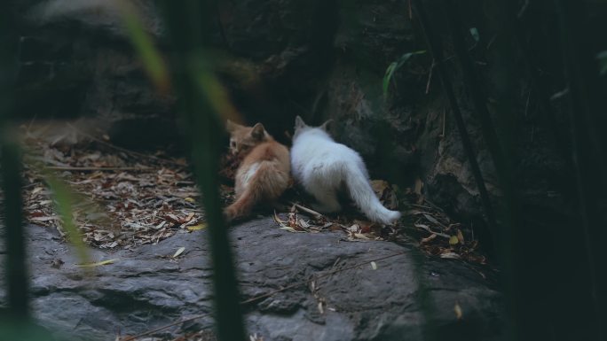 4K山间猫咪觅食玩耍