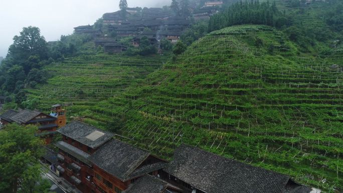 航拍罗汉果种植基地