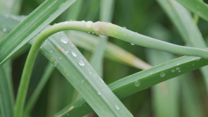 【原创】蔬菜基地