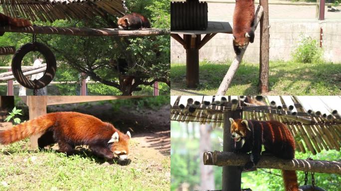 小熊猫小熊猫吃竹笋动物园