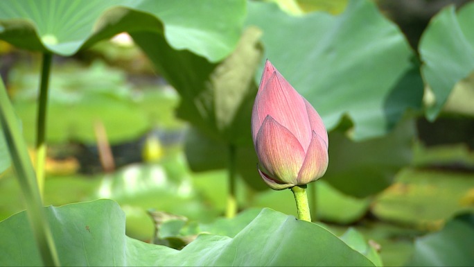 荷花莲花美丽乡村乡村振兴农家乐