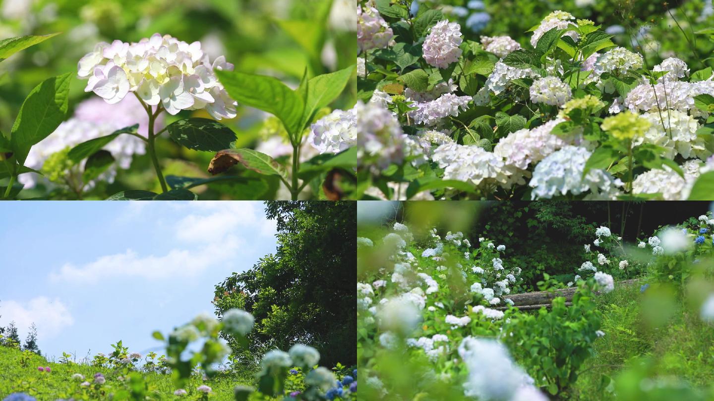 夏天清新日系绣球花花朵山谷高清素材