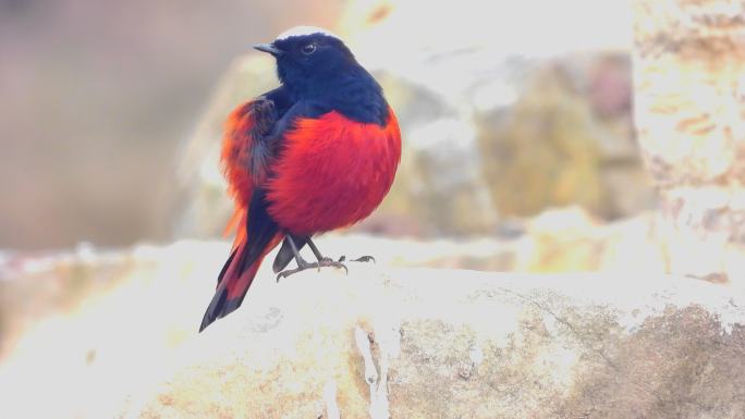 红色小鸟白顶溪鸲真漂亮