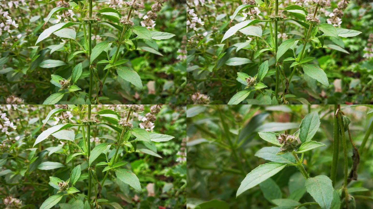 荆芥种植