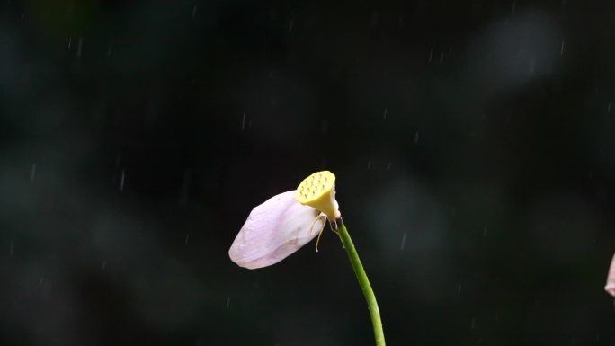 雨中翠鸟捕鱼原始素材