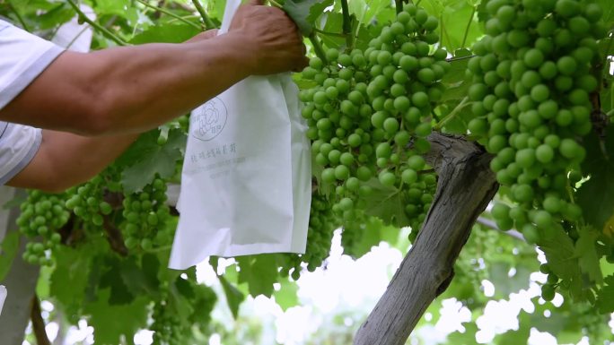 富硒葡萄种植基地葡萄套袋
