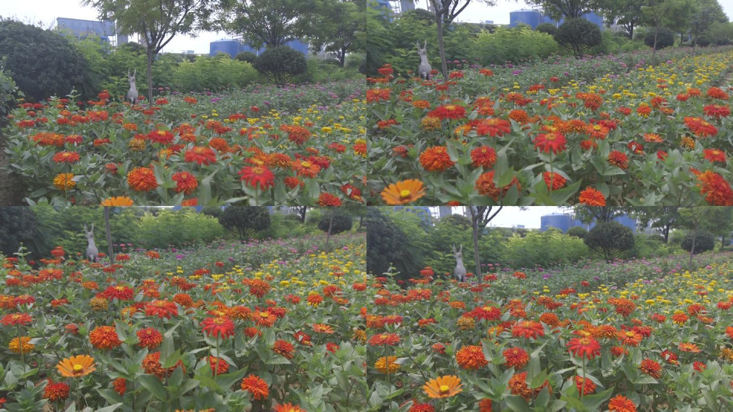 实拍素材街景公园观赏菊花