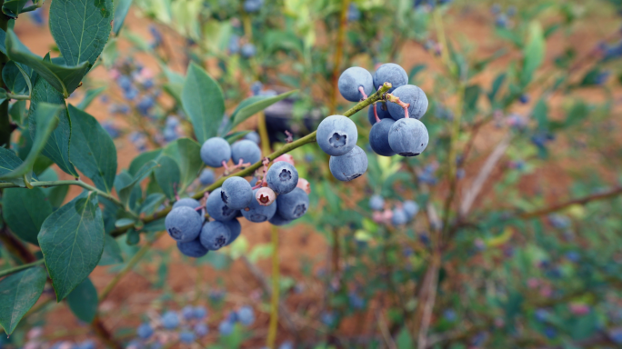 【4K】实拍蓝莓4K素材，蓝莓种植