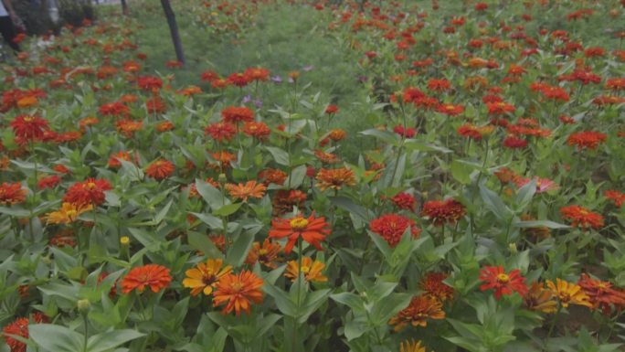 街景菊花实拍视频素材