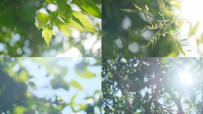 夏天夏日立夏空镜头唯美树叶叶子阳光空镜头