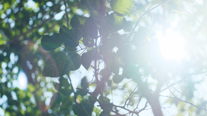 夏天夏日立夏空镜头唯美树叶叶子阳光空镜头