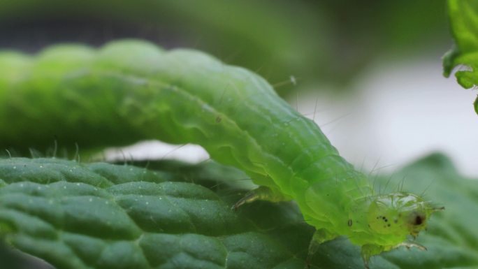 4k害虫啃食农作物