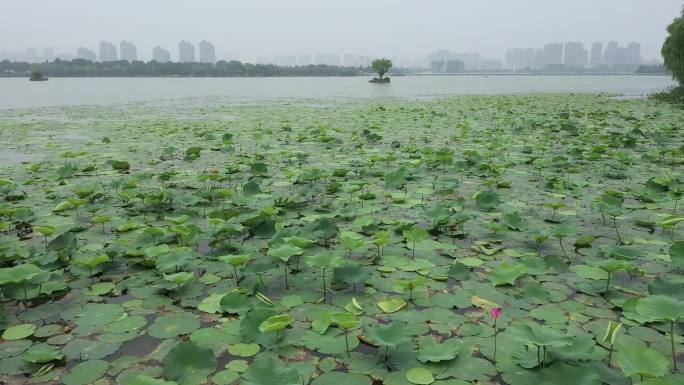 航拍徐州云龙湖荷花塘苏公塔小南湖水街