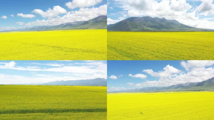 油菜花田航拍