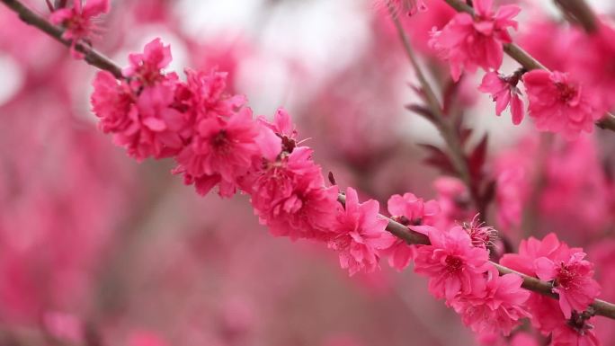 春季红色含苞欲放的樱花