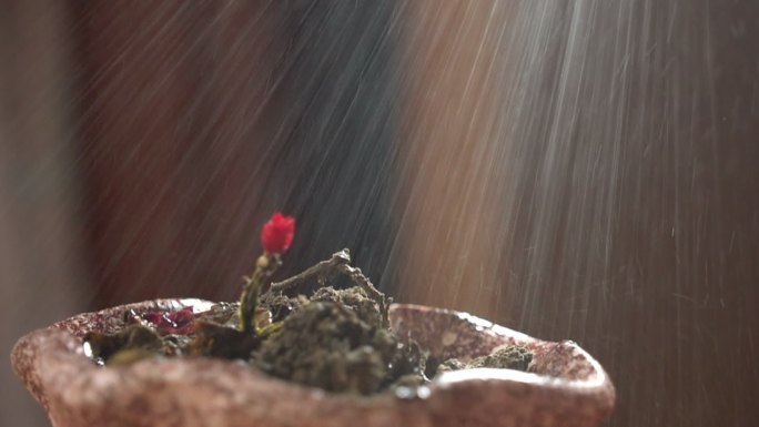 一朵干涸的小红花