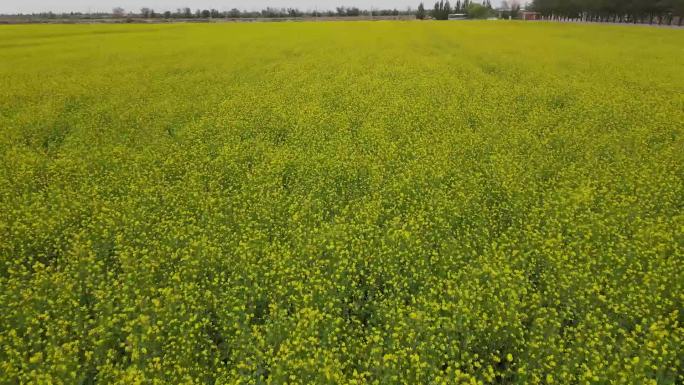 油菜花地平拍