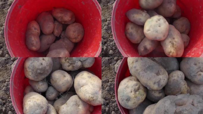农民挖土豆丰收
