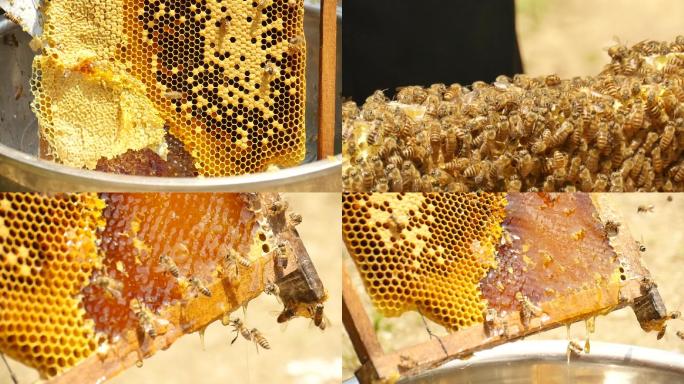 蜂蜜采集割蜂蜜