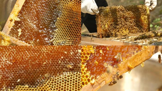 采集蜂蜜割蜂蜜